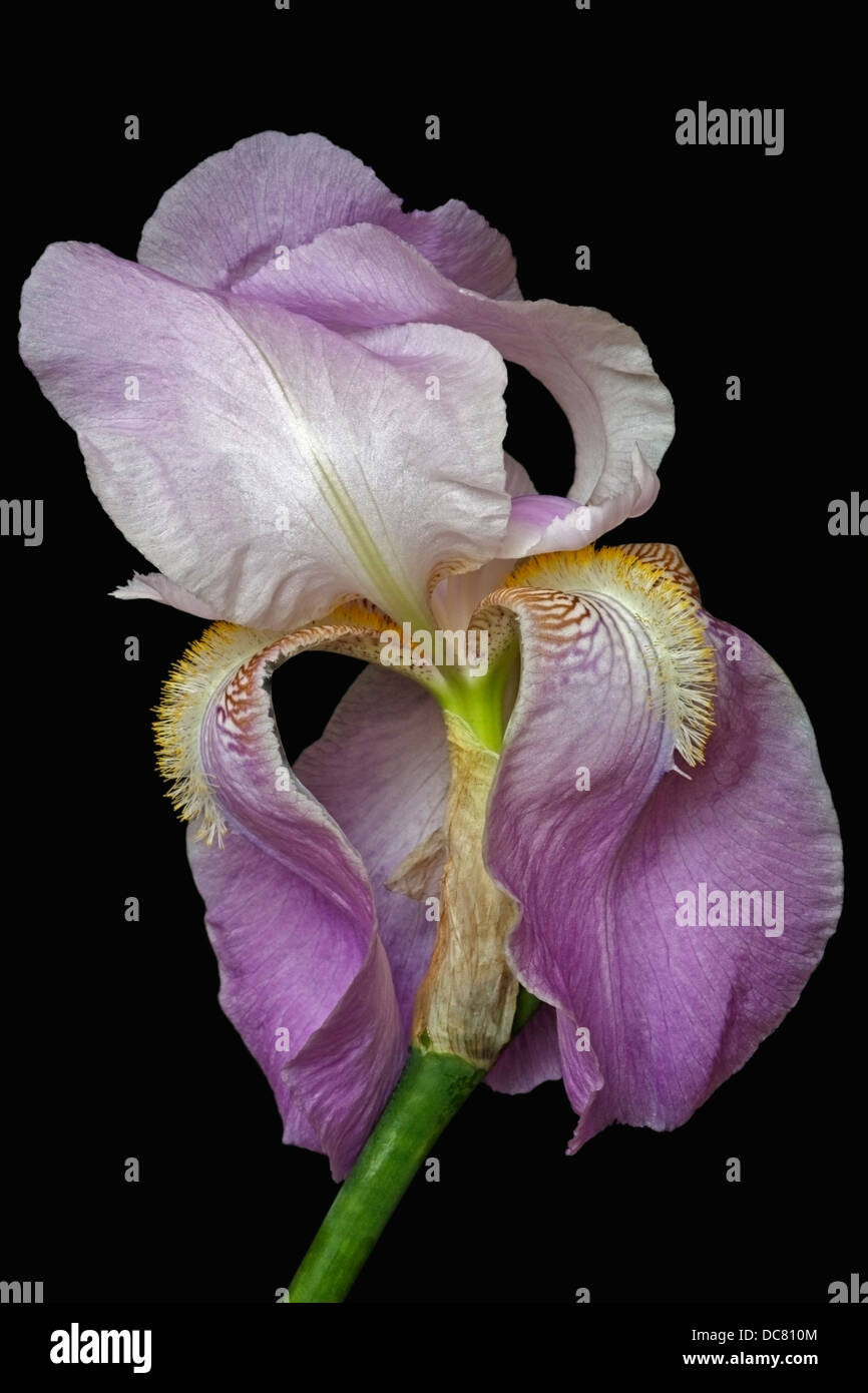 Iris (Iris germanica), forma ibrida Foto Stock