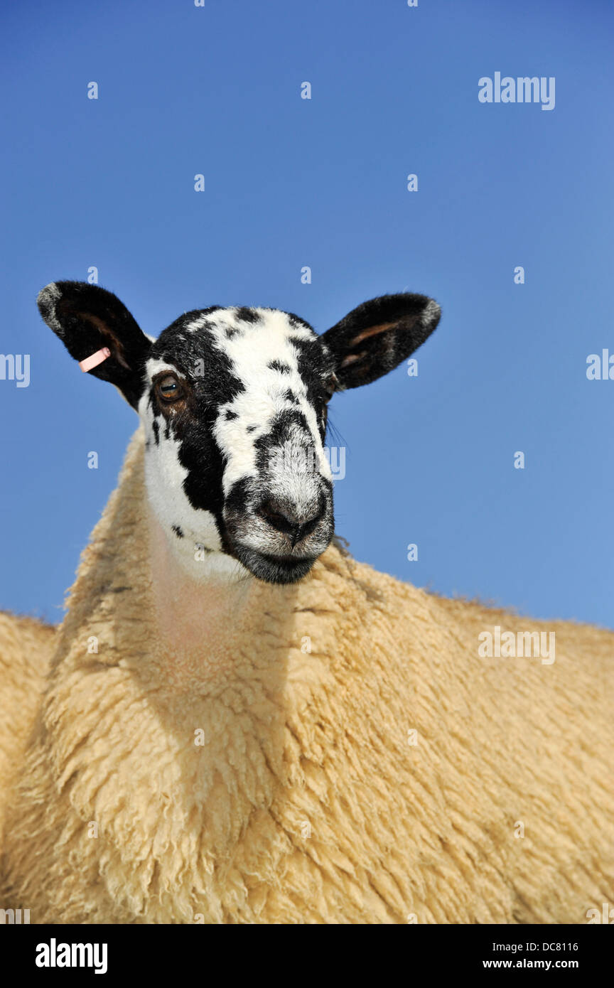 Mulo gimmer agnello pronti per la vendita, contro un cielo blu. North Yorkshire, Regno Unito Foto Stock