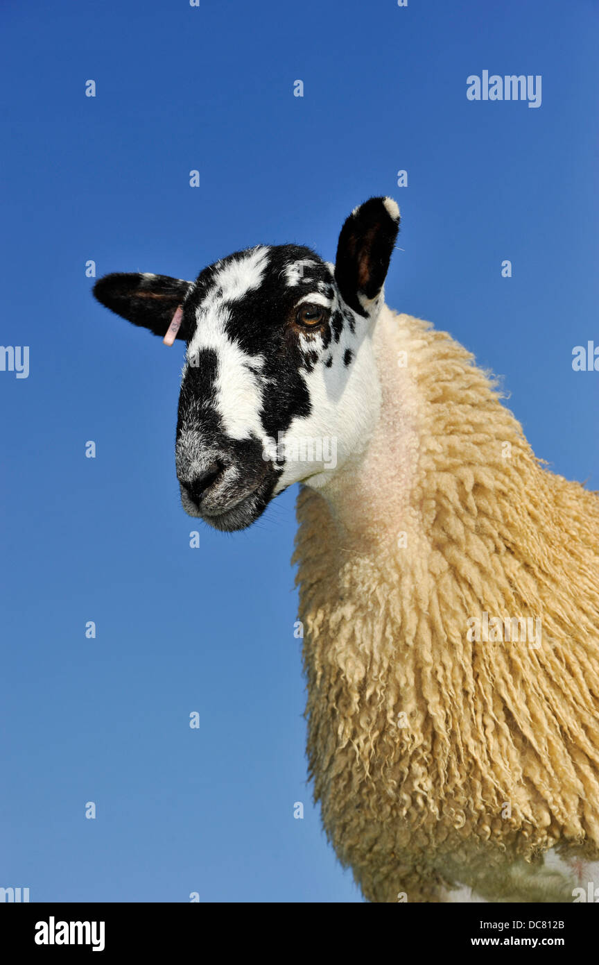 Mulo gimmer agnello pronti per la vendita, contro un cielo blu. North Yorkshire, Regno Unito Foto Stock