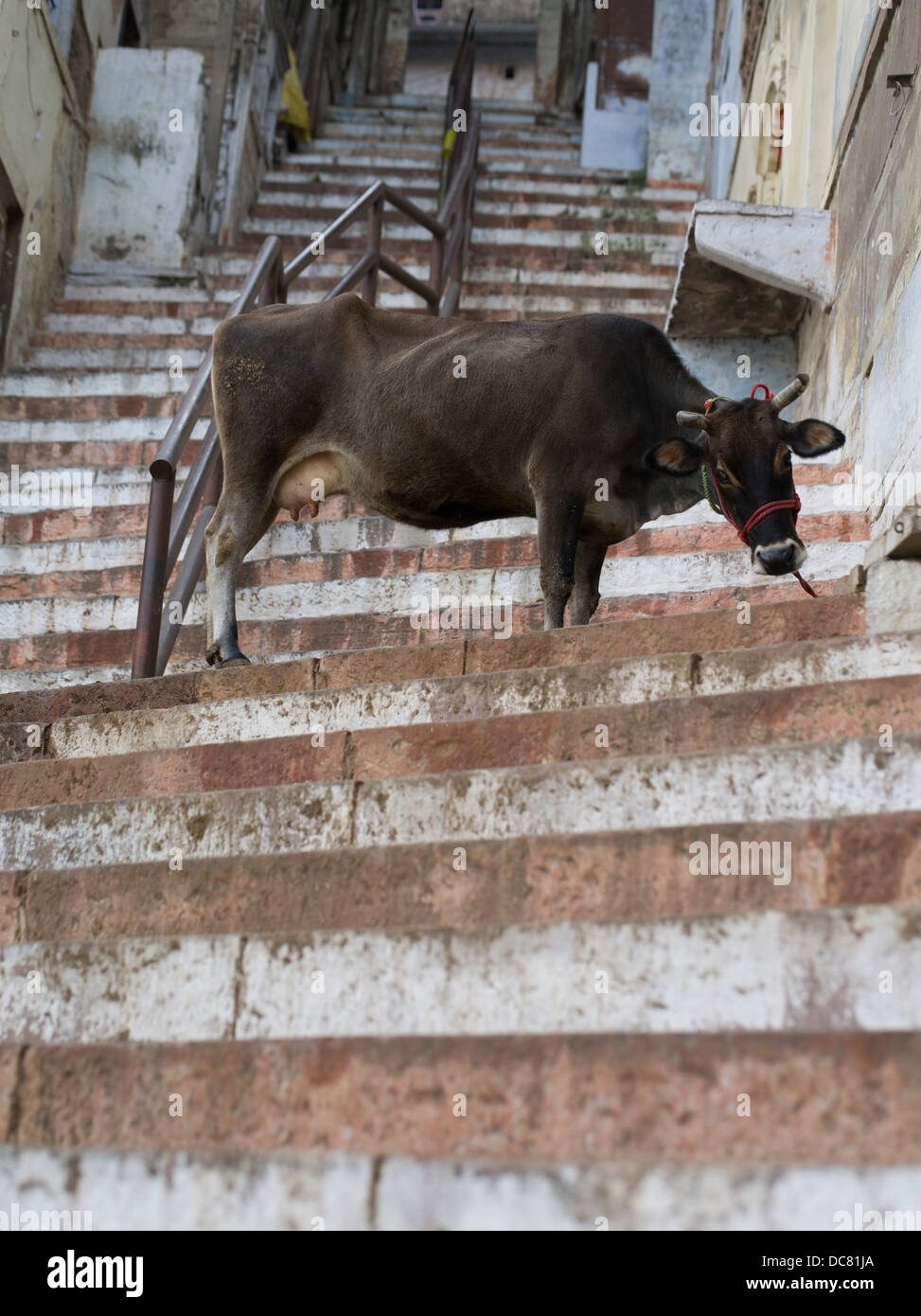 Vacca sacra a metà strada su per una rampa di scale sulle rive del Gange Fiume - Varanasi, India Foto Stock
