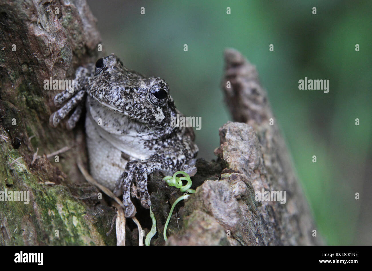 Carino rana di albero Foto Stock