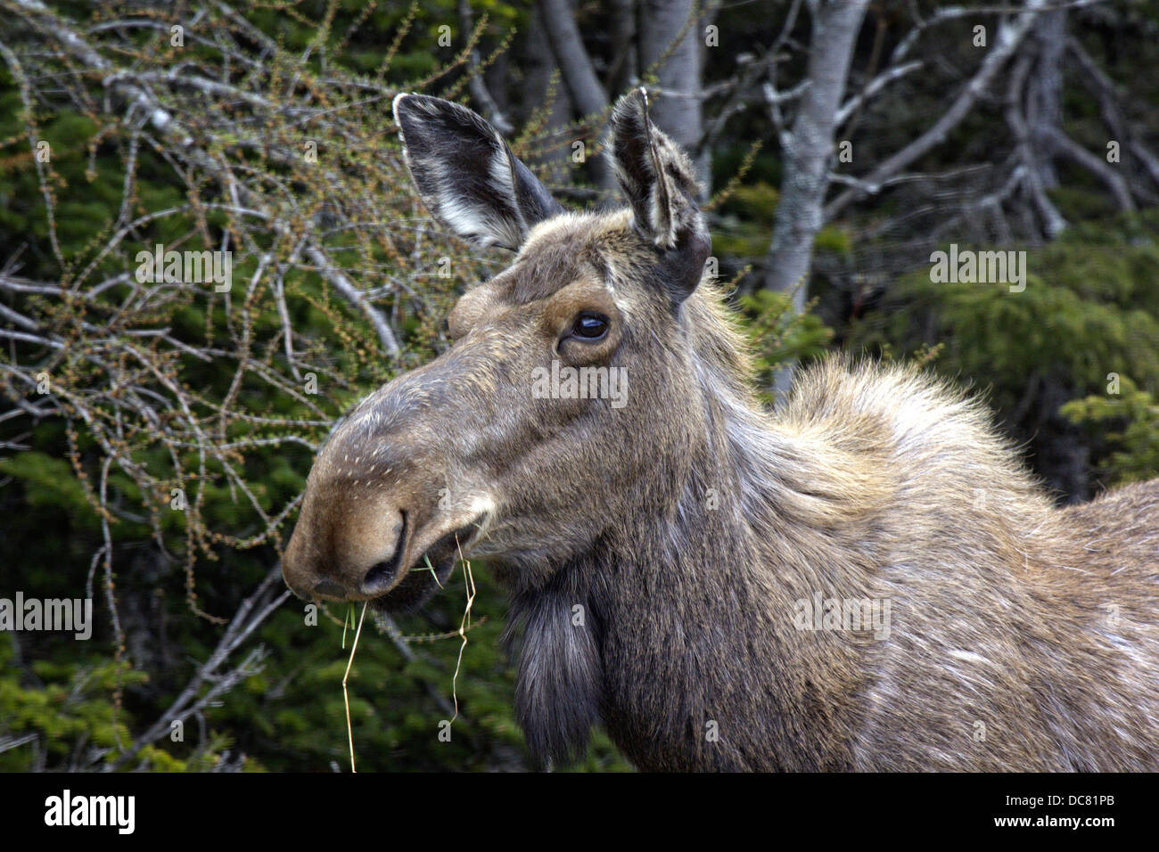 Alci femmina, Alces alces, Parco Nazionale Gros Morne, Terranova Foto Stock