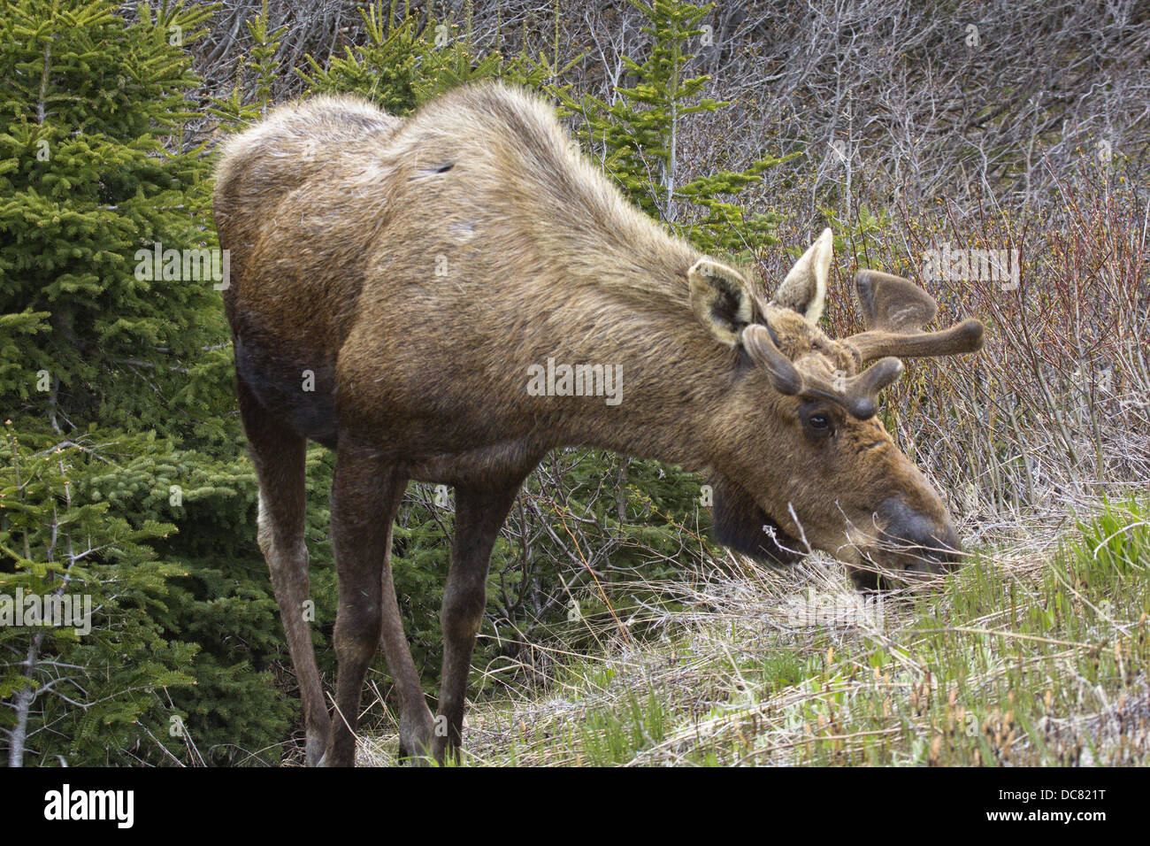 Alci maschio, Alces alces, Parco Nazionale Gros Morne, Sito Patrimonio Mondiale dell'UNESCO, Terranova Foto Stock