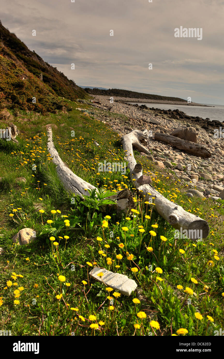 Spiaggia a Punto Verde Camping, Parco Nazionale Gros Morne, Sito Patrimonio Mondiale dell'UNESCO, Terranova Foto Stock