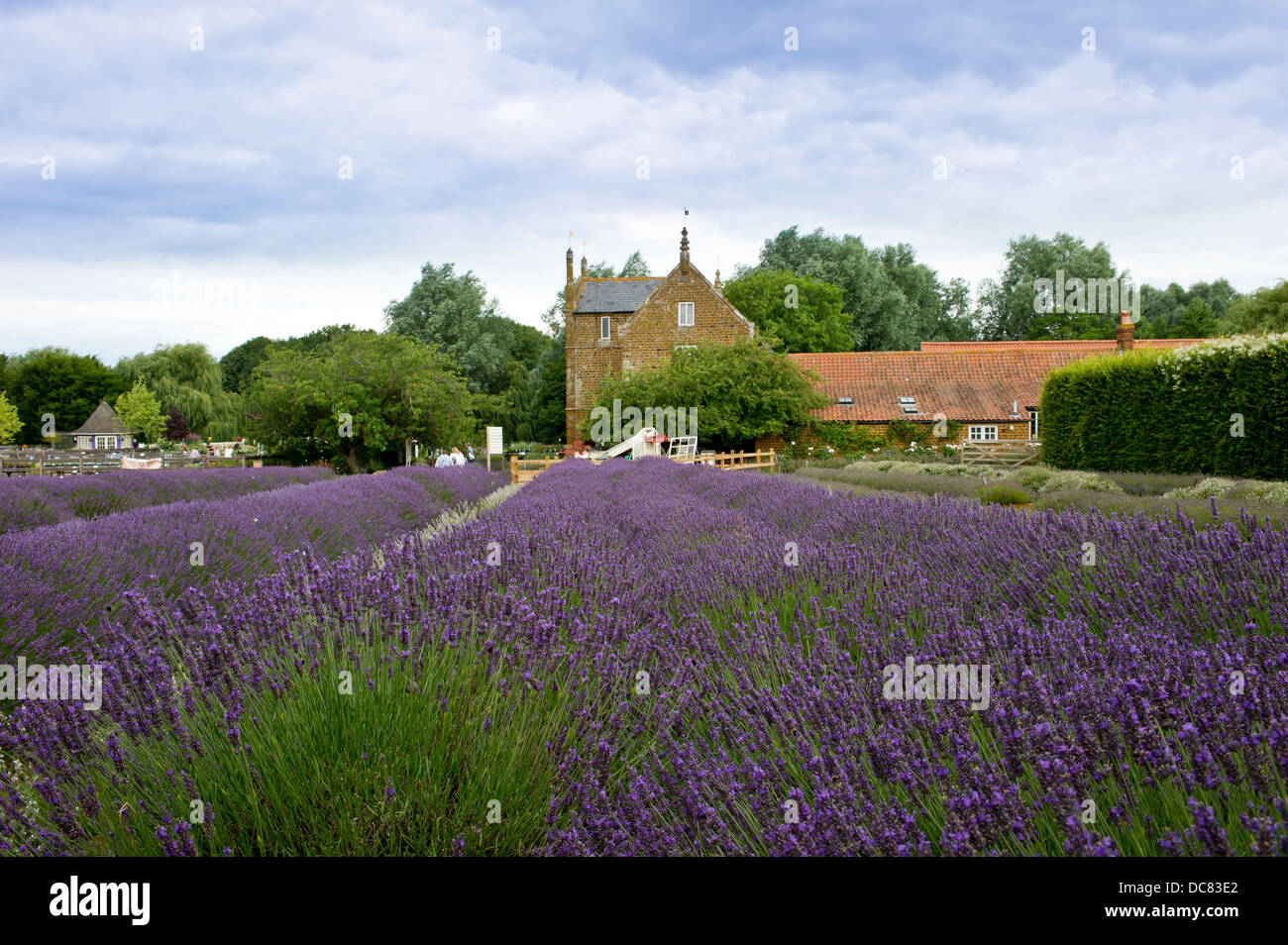 Campi di lavanda in Norfolk, Inghilterra. Luogo ideale per godere i campi di lavanda, vedere la nazionale di raccolta di lavanda. Foto Stock