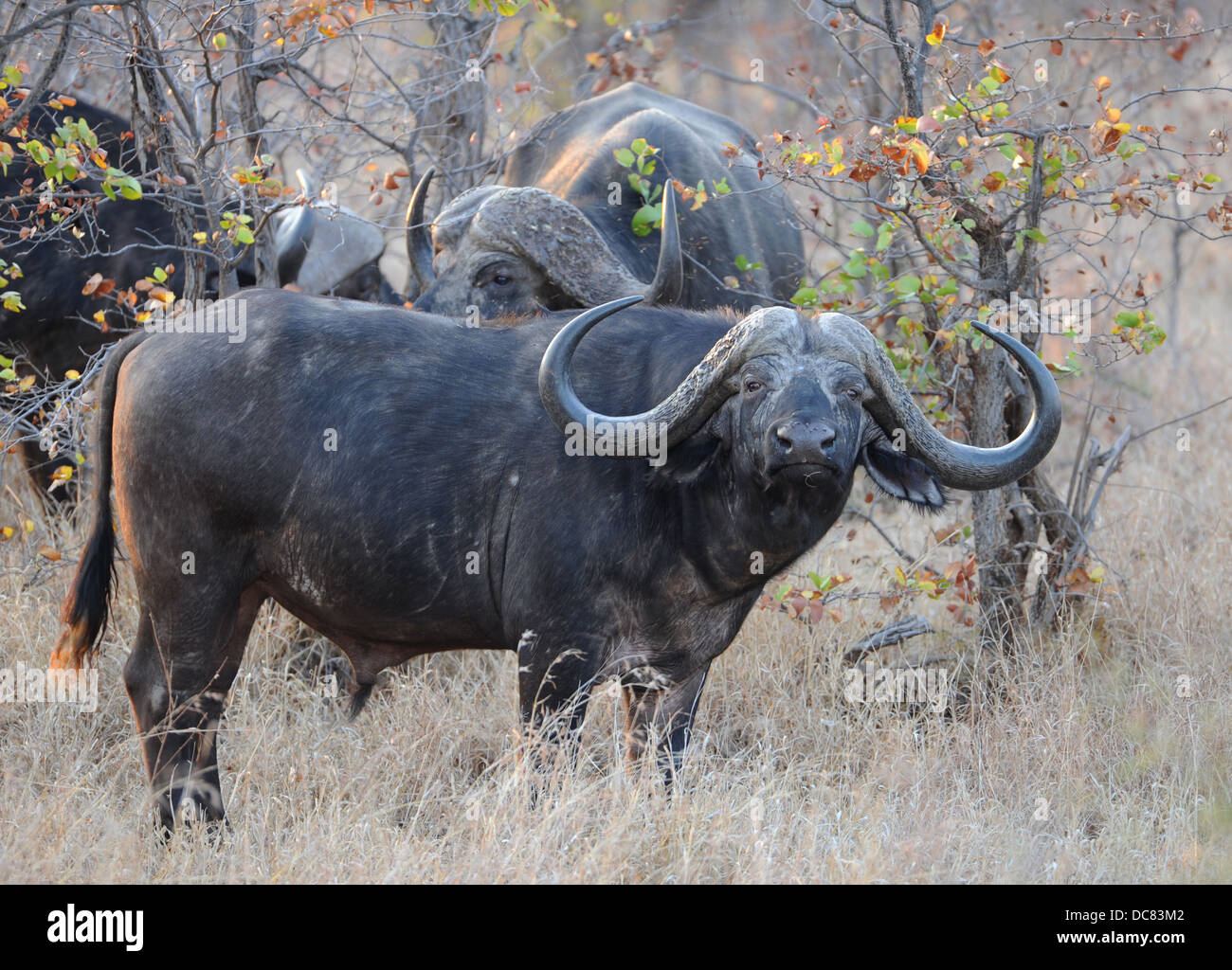 Capo africano tori di bufalo pascolano in una terra mopane Foto Stock
