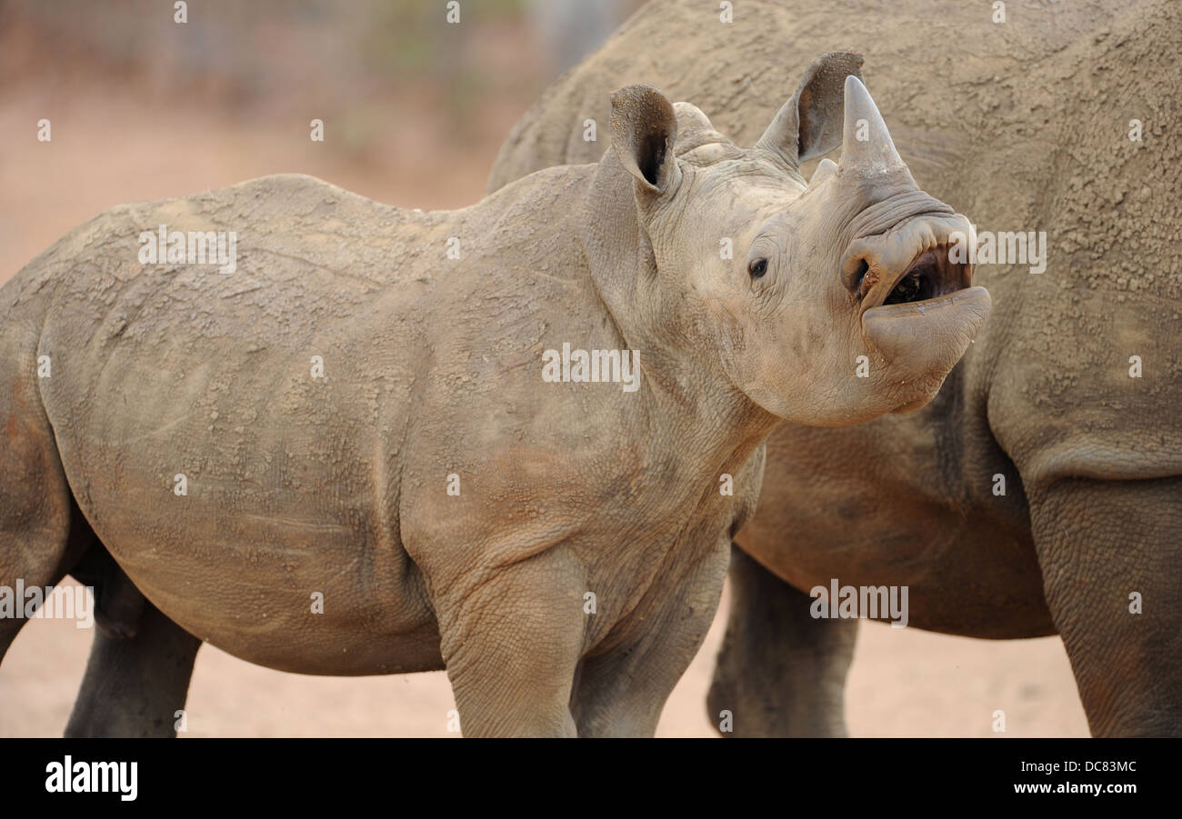 Giovani rinoceronte bianco yawling accanto a sua madre Foto Stock