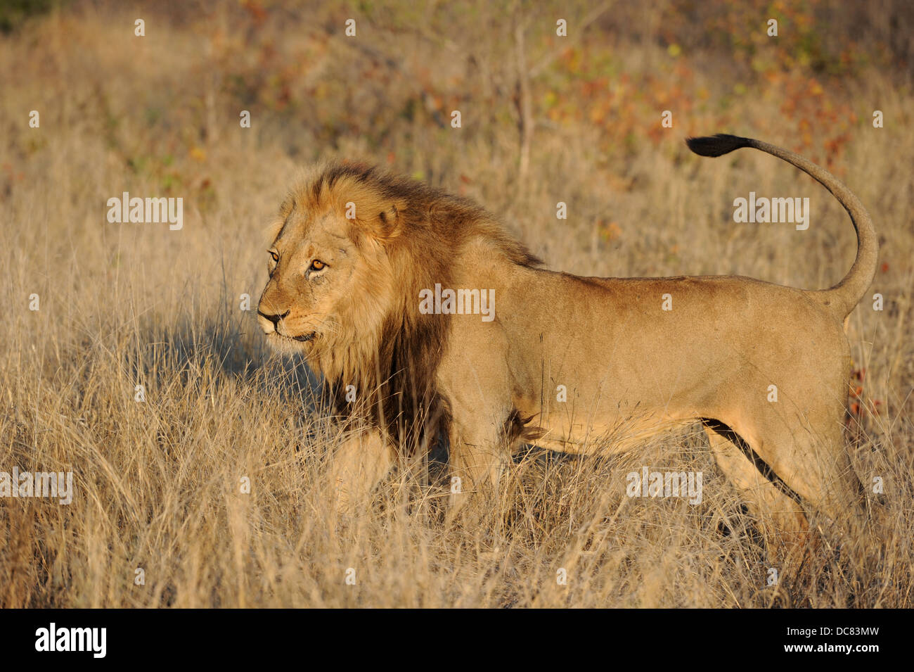 Leone maschio segnando il suo territorio, profilo dell'erba secca Foto Stock