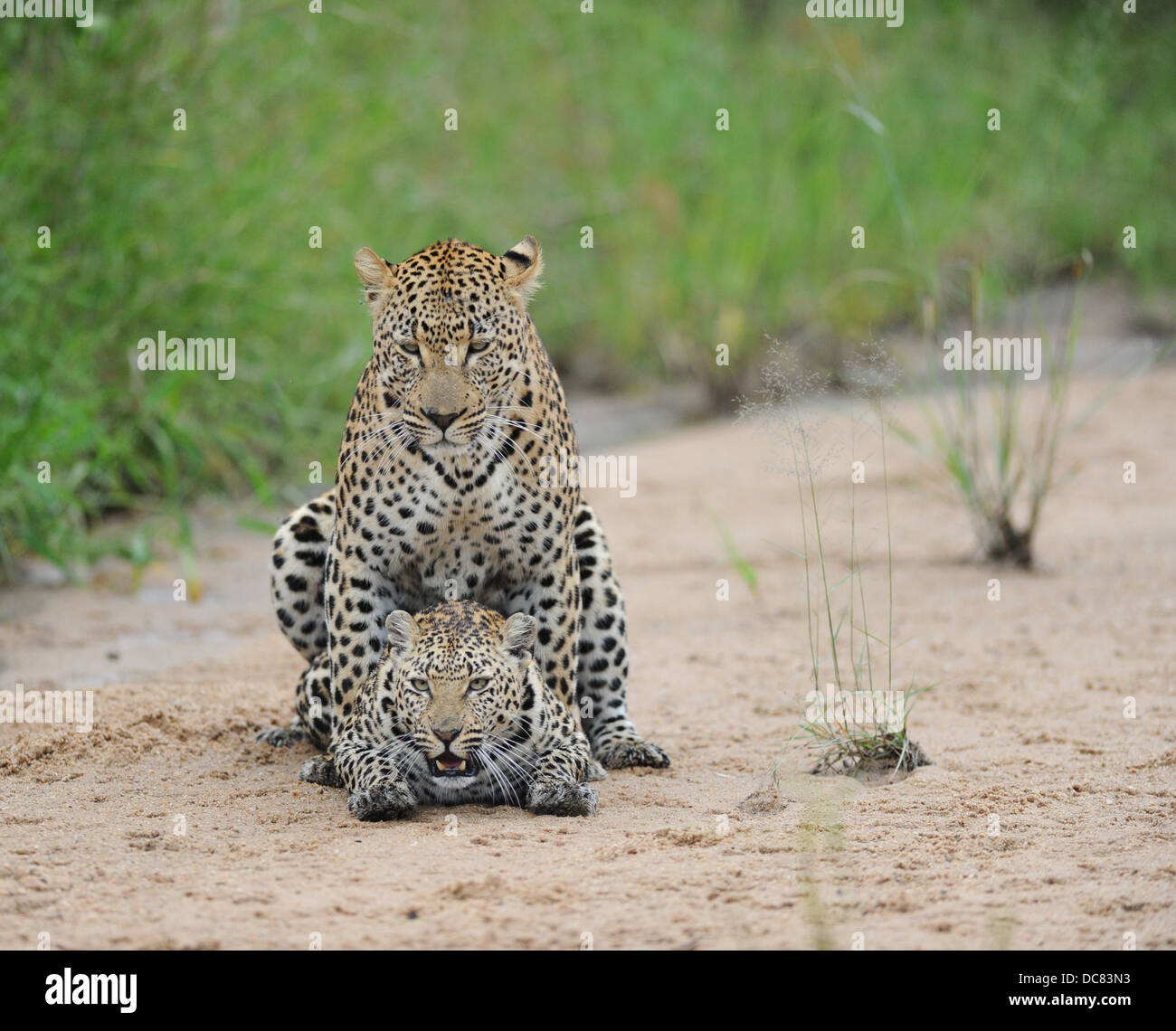 Paio di African leopard coniugate in un letto del fiume Foto Stock