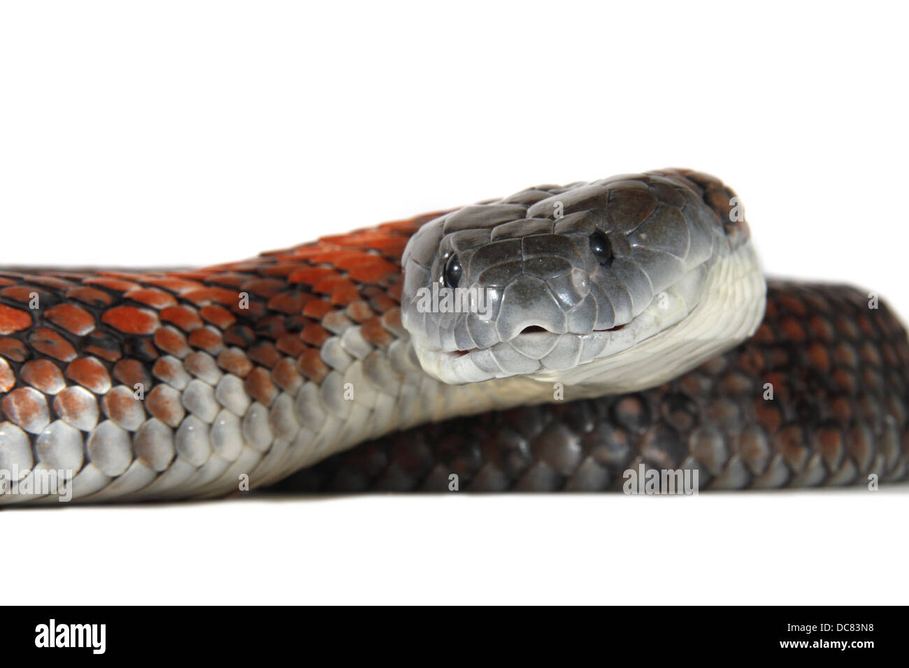 Tiger snake, notechis scutatus fotografato su uno sfondo bianco, regolati digitalmente pronto per easy cut-out Foto Stock