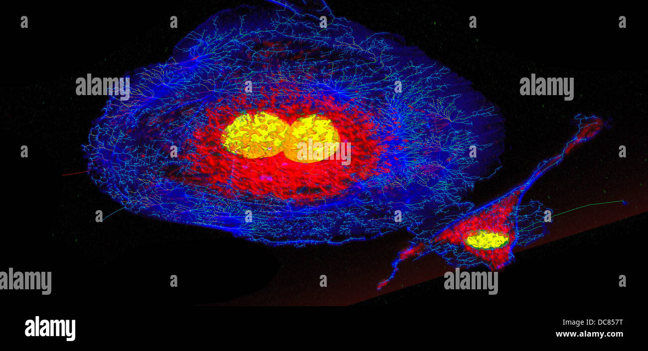 Microfilamenti (blu), mitocondri (rosso), e nuclei (giallo) in cellule di fibroblasti Foto Stock