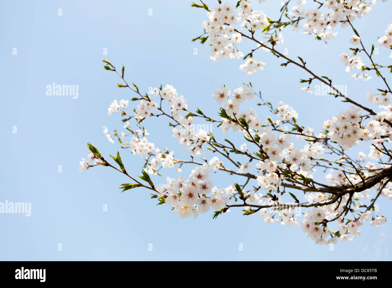 Un ramo di fiori di ciliegio Foto Stock