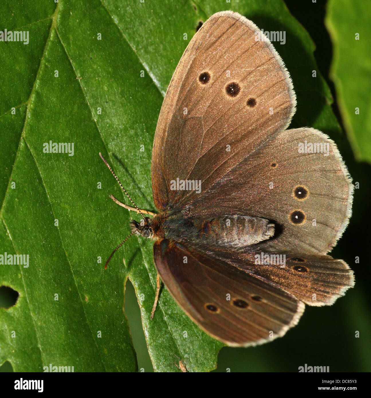 Immagine macro di una femmina marrone Ringlet (Aphantopus hyperantus) farfalla in posa su una foglia con ali aperte Foto Stock