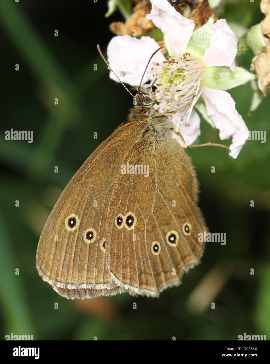 Immagine macro di un anello marrone (Aphantopus hyperantus) farfalla rovistando su un fiore Foto Stock