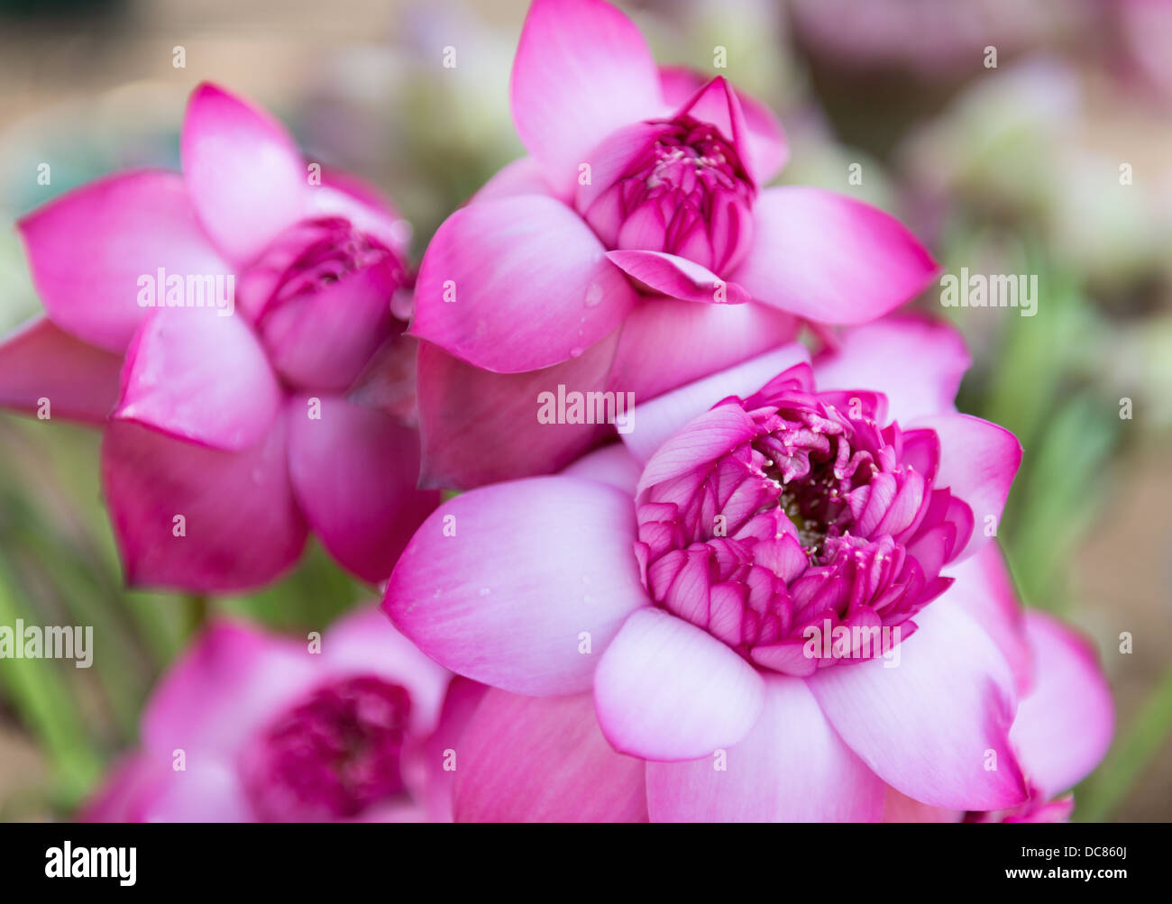 Rosa loto freschi bud fiore. Il fuoco selettivo sulla parte anteriore parte dei fiori. Foto Stock