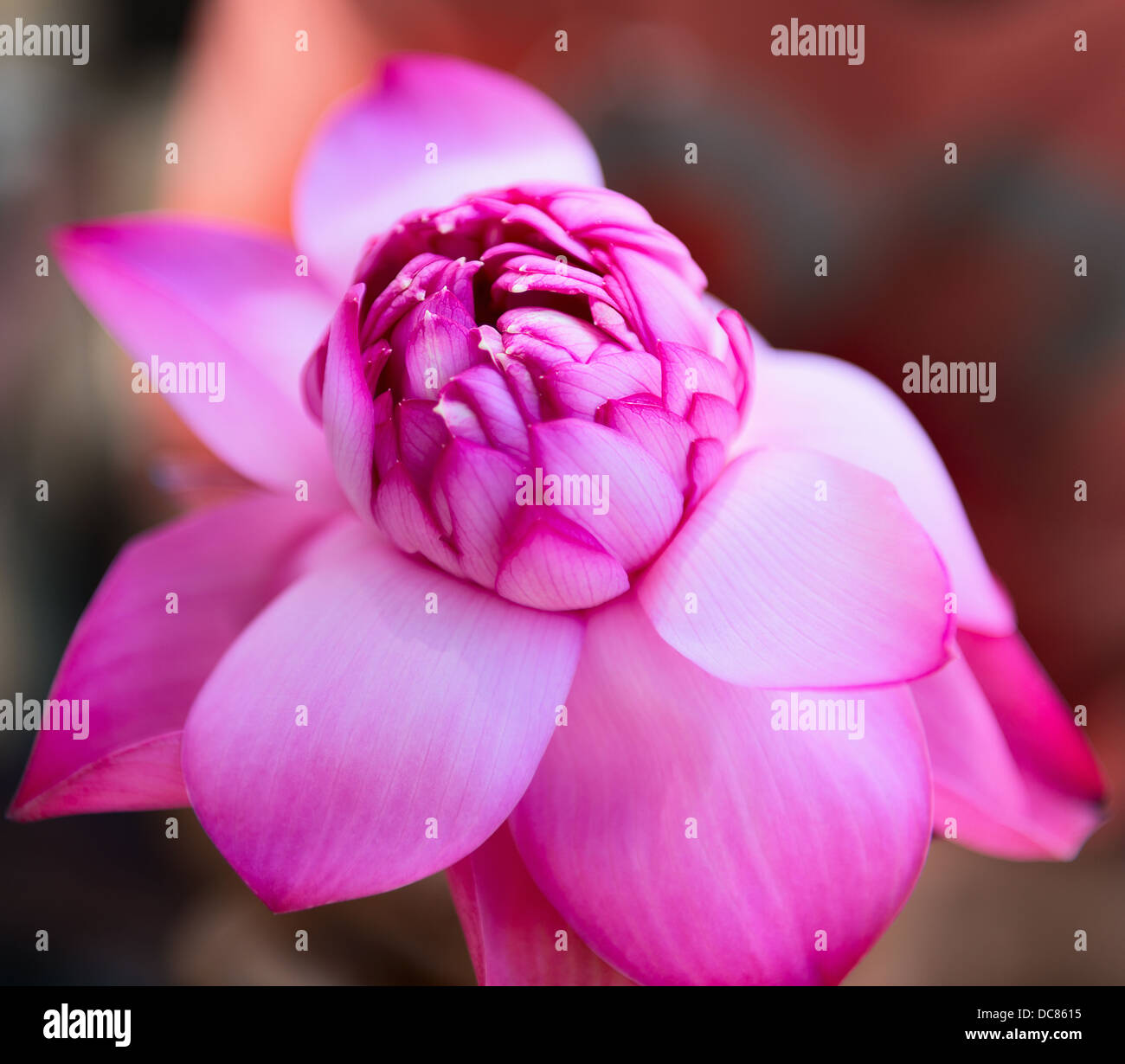 Rosa loto freschi bud fiore. Il fuoco selettivo sulla parte anteriore parte dei fiori. Foto Stock