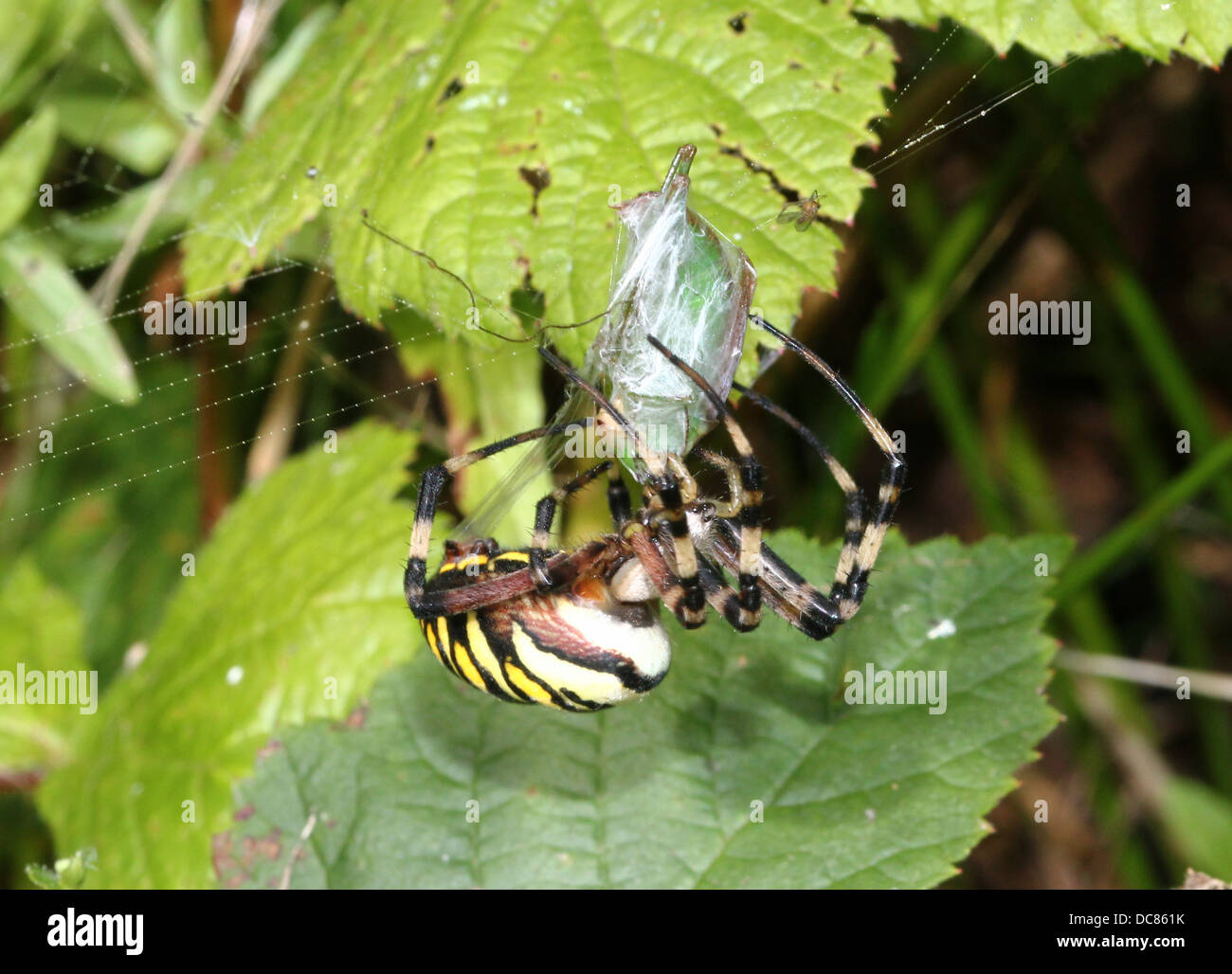 Close-up di un enorme femmina Wasp Spider (Argiope bruennichi) nel suo web e la cattura di un malcapitato grasshopper Foto Stock