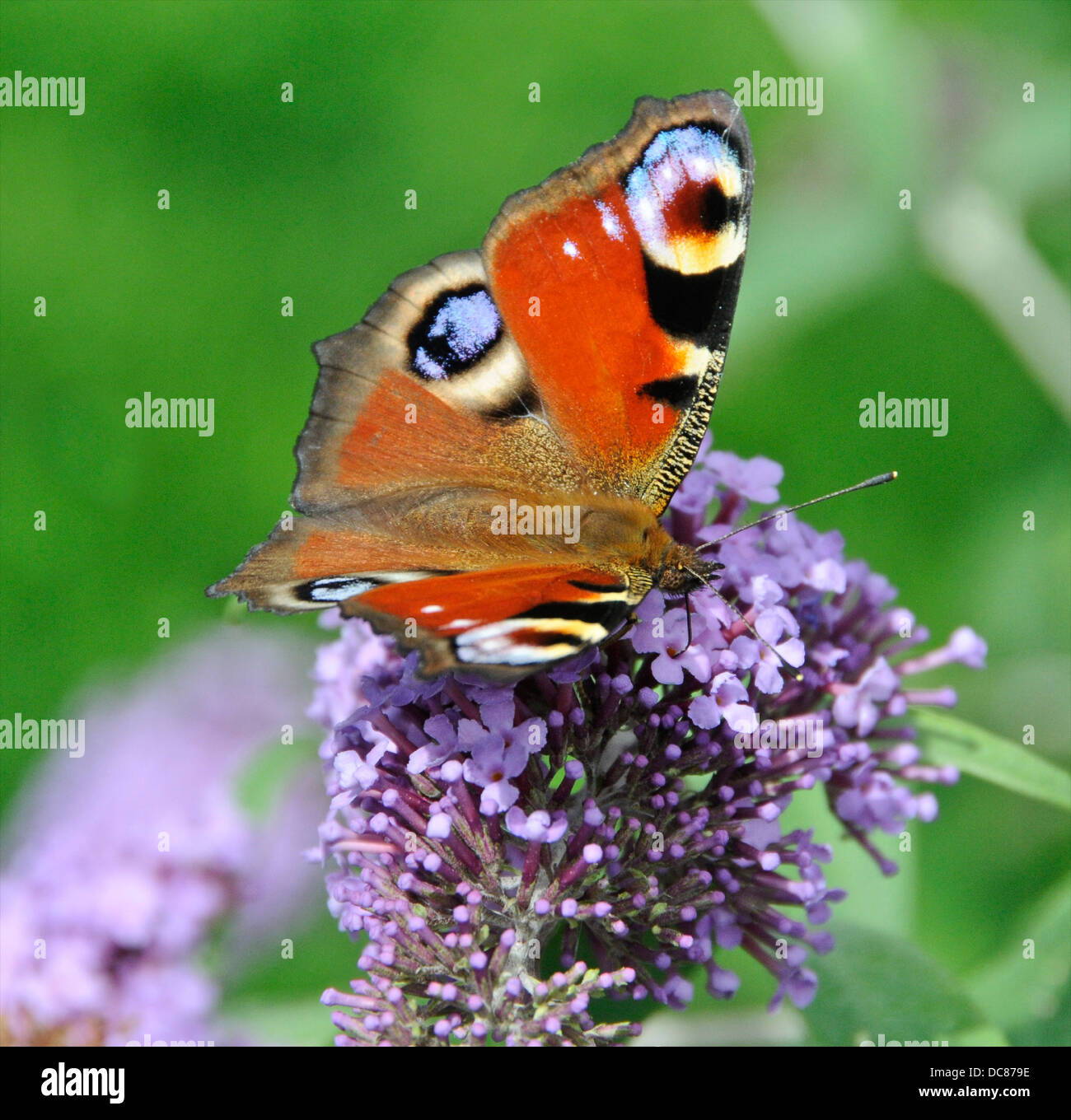 Farfalla pavone europei (Aglais io) Foto Stock