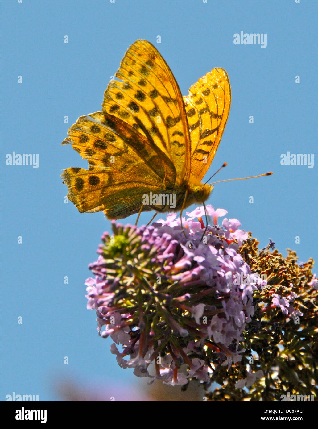 Argento-lavato Fritillary (Argynnis paphia) farfalla Foto Stock