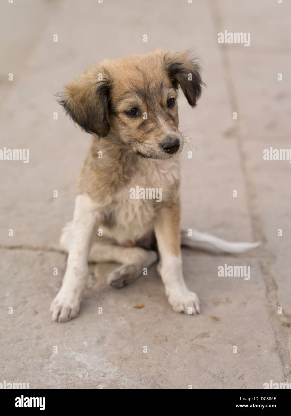 Cane randagio. La vita sulle rive del Gange Fiume - Varanasi, India Foto Stock
