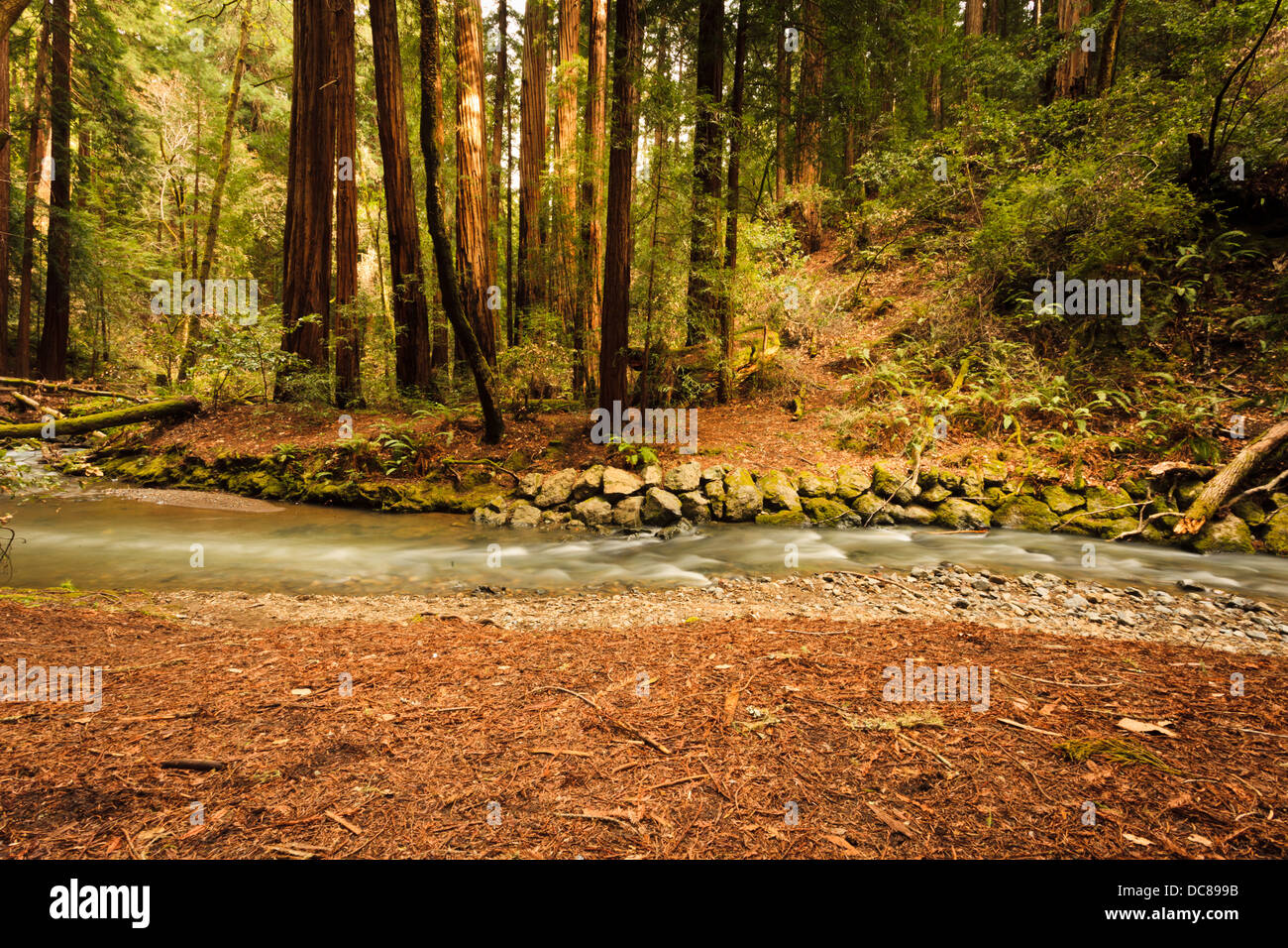 Scorre delicatamente Redwood Creek attraversa nella parte anteriore della costiera sequoia gigante redwood alberi in un ambiente di foresta pezzata dal sole Foto Stock