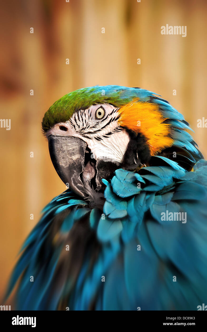 Blue macaw ritratto zoo wild specie in via di estinzione Foto Stock