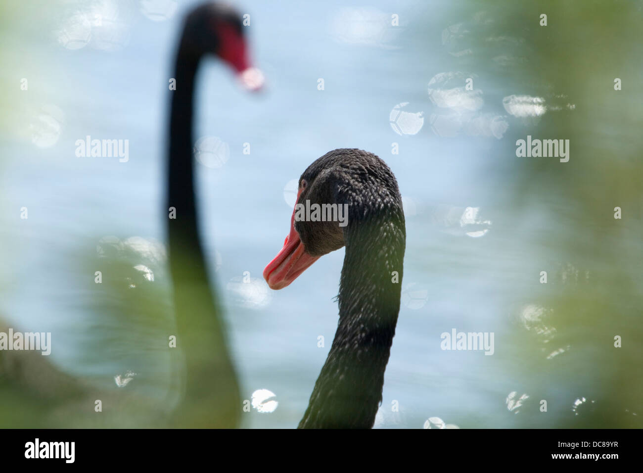 Cigni Neri (Cygnus atratus) a Slimbridge WWT, nel Gloucestershire. In Inghilterra. Regno Unito. Foto Stock
