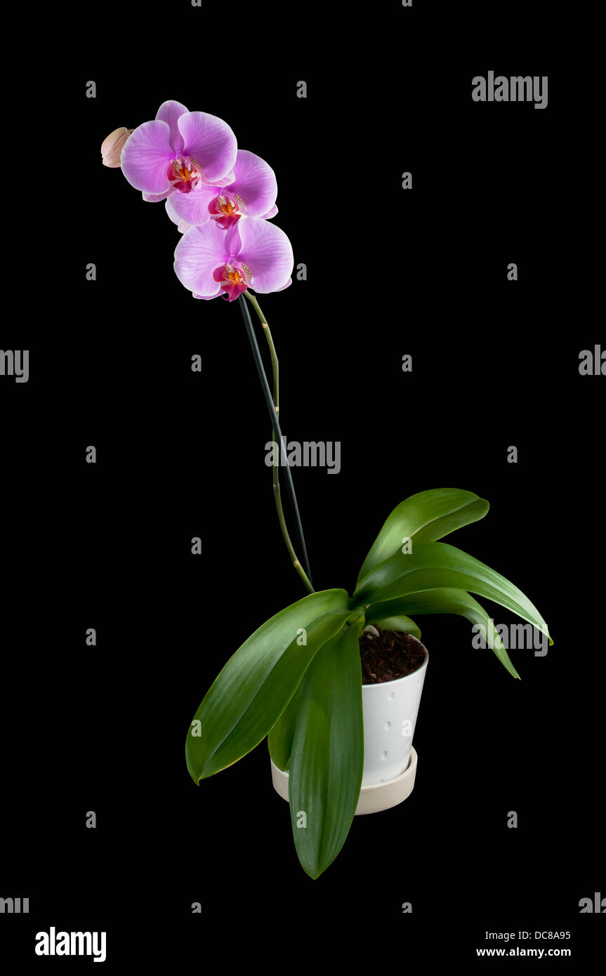 Vaso di orchidee pianta tracciato di ritaglio sfondo nero Foto Stock