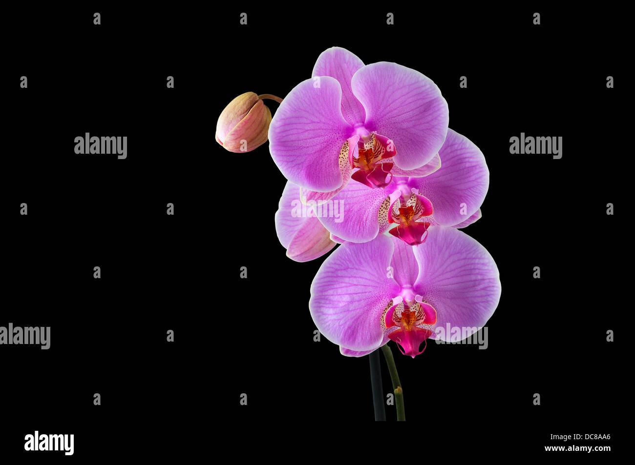 Phalaenopsis - orchidee tropicali su sfondo nero - percorso di clipping Foto Stock
