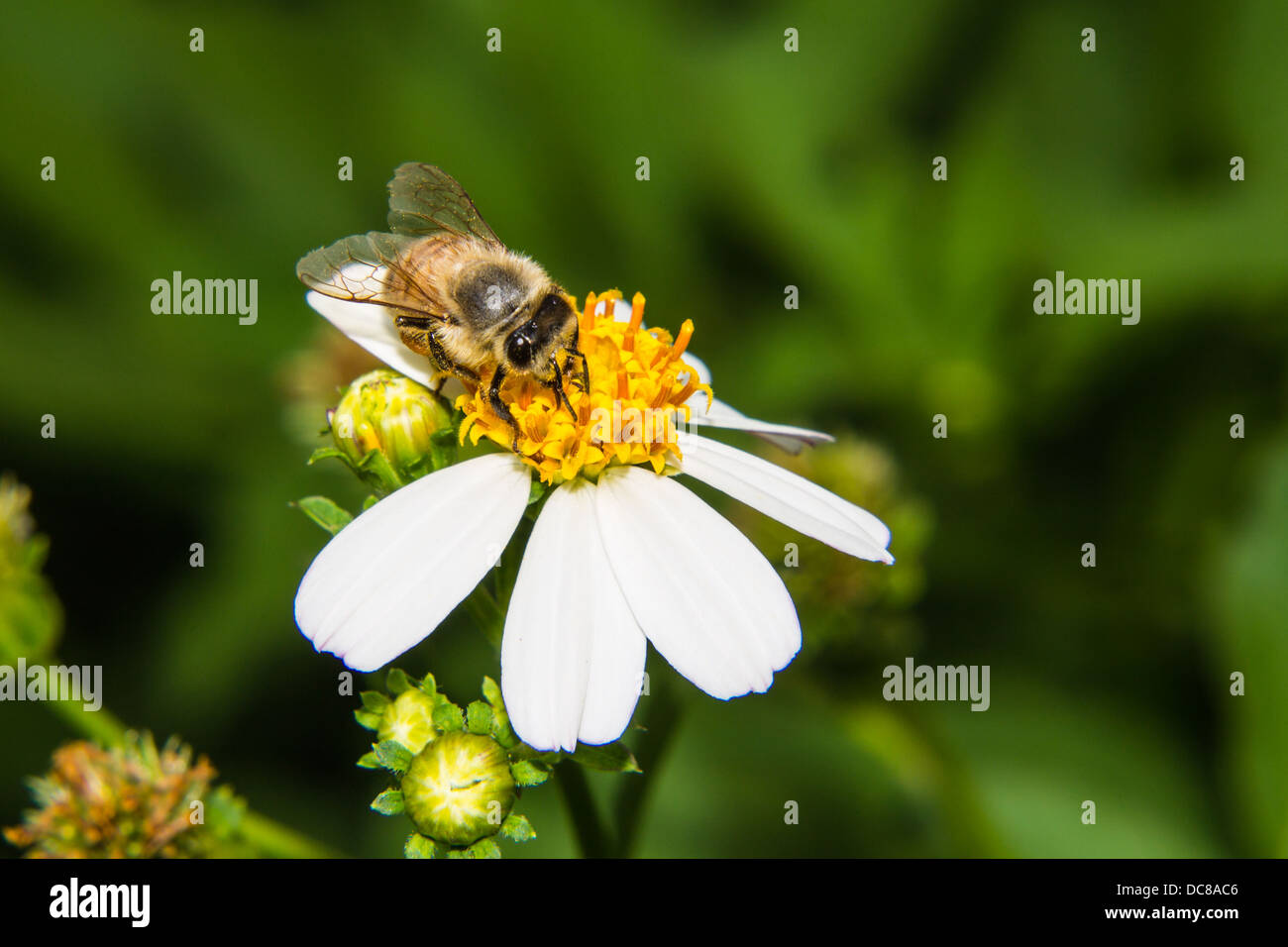 Macro di ape su fiore Foto Stock