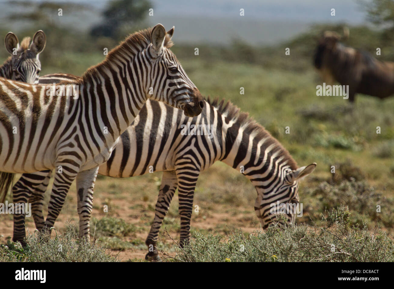Zebra comune [Equus quagga], terra Maasai, Kenya. Foto Stock