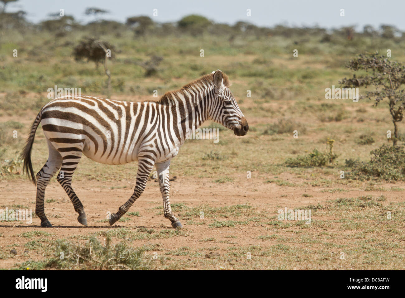 Zebra comune [Equus quagga], terra Maasai, Kenya. Foto Stock
