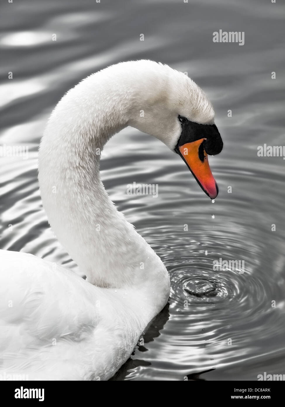 Swan del silver lake - Ritratto Foto Stock