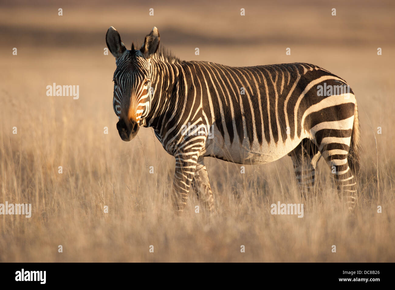 Cape Mountain Zebra (Equus zebra zebra), Mountain Zebra National Park, Sud Africa Foto Stock