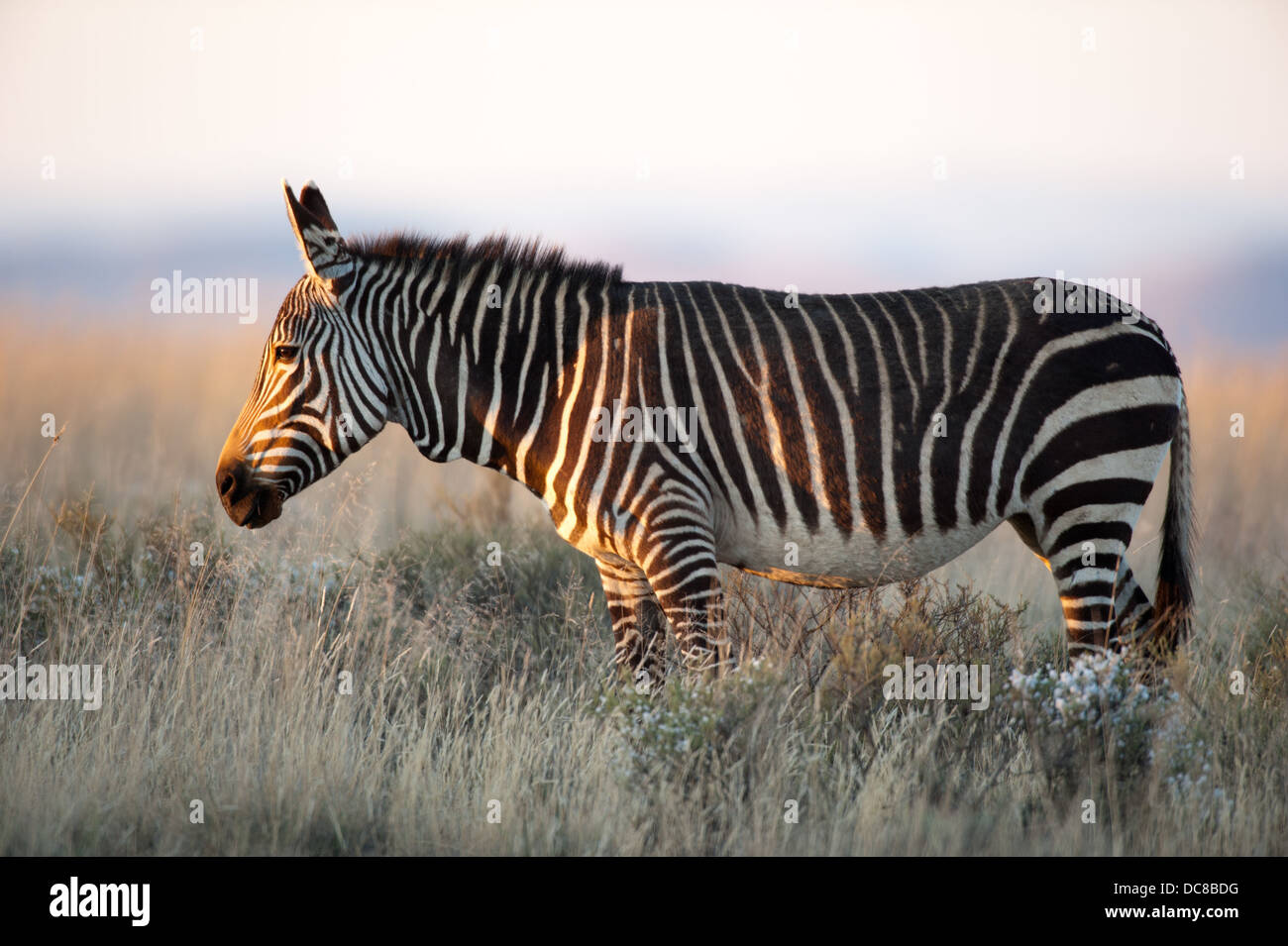 Cape Mountain Zebra (Equus zebra zebra), Mountain Zebra National Park, Sud Africa Foto Stock