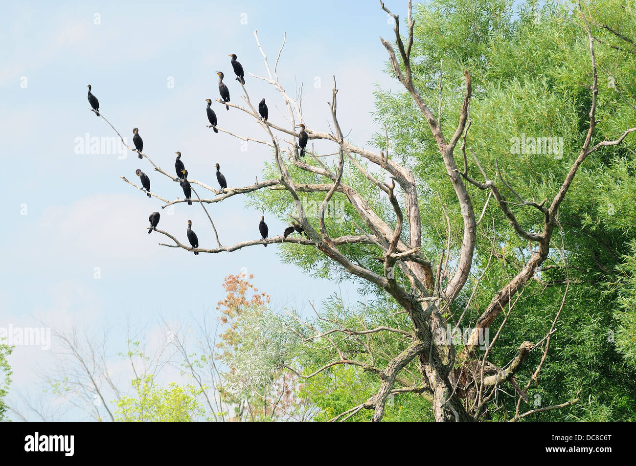 Grande cormorani neri appollaiato in dead-legno rookery.(Phalacrocorax carbo) Foto Stock