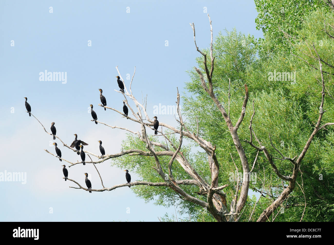 Grande cormorani neri appollaiato in dead-legno rookery.(Phalacrocorax carbo) Foto Stock