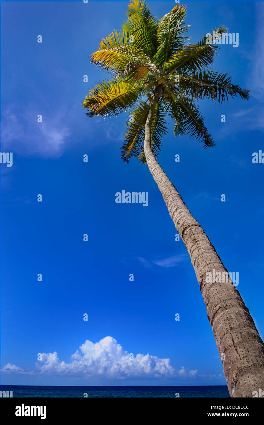 Clima tropicale. Palm tree mare e cielo blu Foto Stock