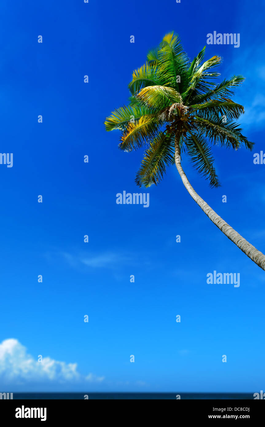 Clima tropicale. Palm Tree e cielo blu Foto Stock