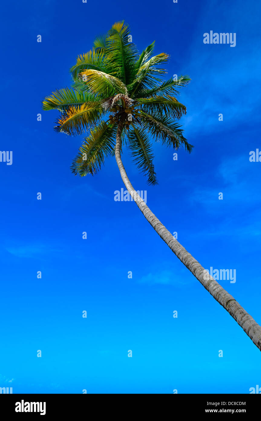 Clima tropicale. Palm Tree e cielo blu Foto Stock