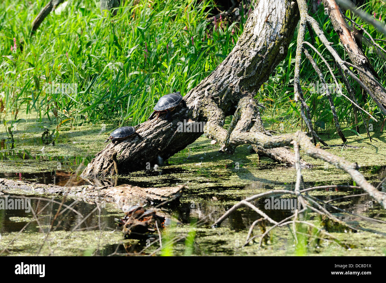 Dipinto di tartarughe ensoleillement sul bosco marsh. Foto Stock