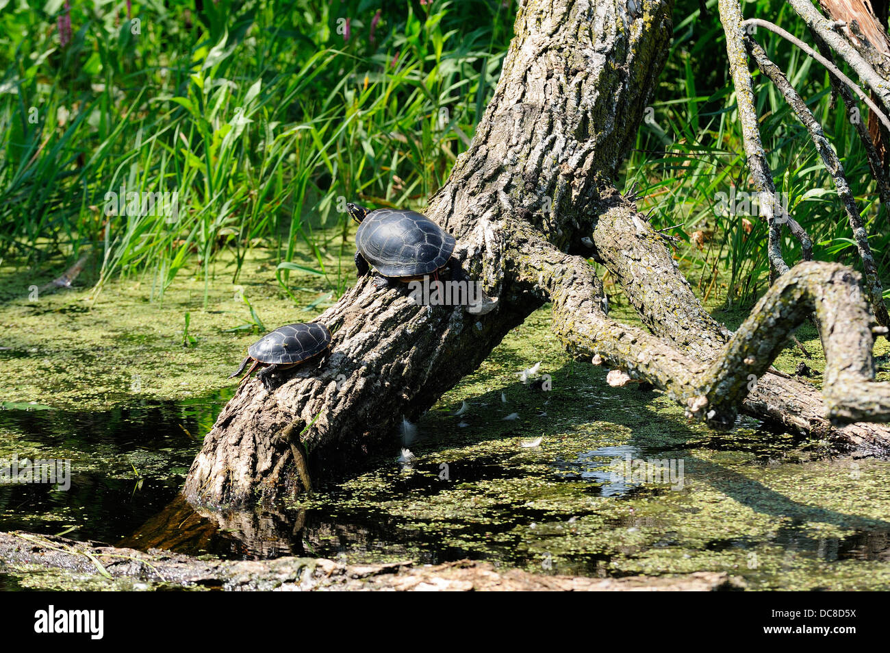 Dipinto di tartarughe ensoleillement sul bosco marsh. Foto Stock