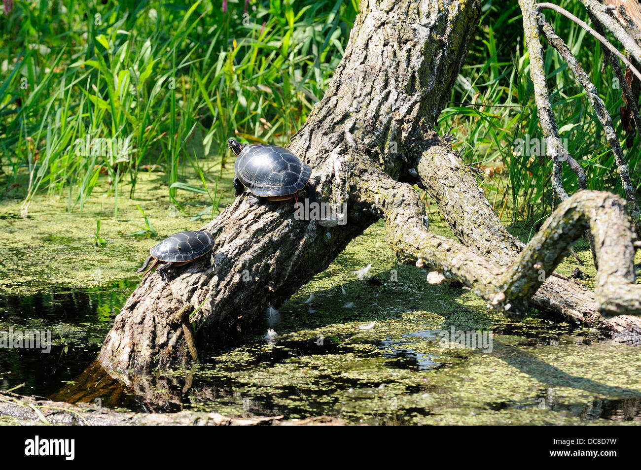 Dipinto di tartarughe ensoleillement sul bosco marsh. Foto Stock