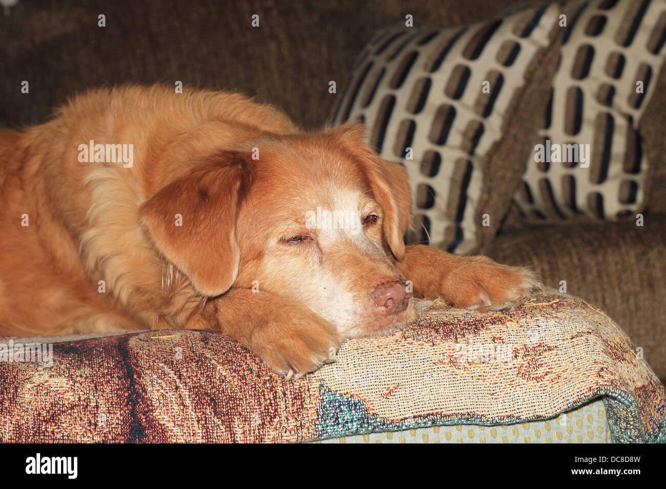 Bella Duck Tolling Retriever, toller di anatra, anatra toller sleeping Foto Stock
