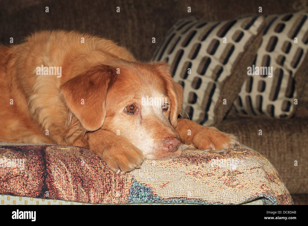 Bella Duck Tolling Retriever, anatra toller Foto Stock