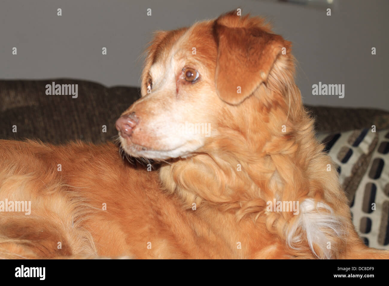 Bellissimo il profilo laterale di Duck Tolling Retriever, anatra toller Foto Stock