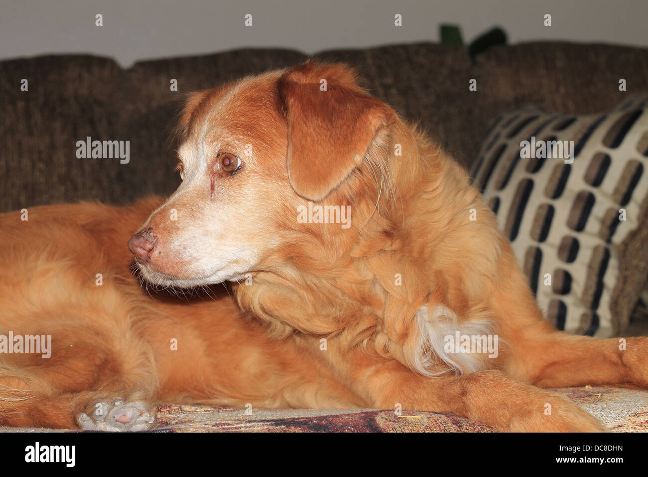 Duck toller guardando al lato mentre è seduto su un divano. Duck Tolling Retriever Foto Stock