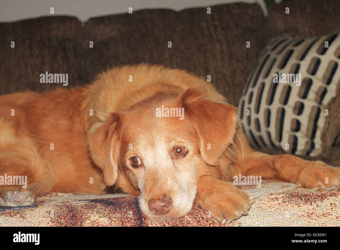 Duck toller guardando al lato mentre è seduto su un divano Foto Stock