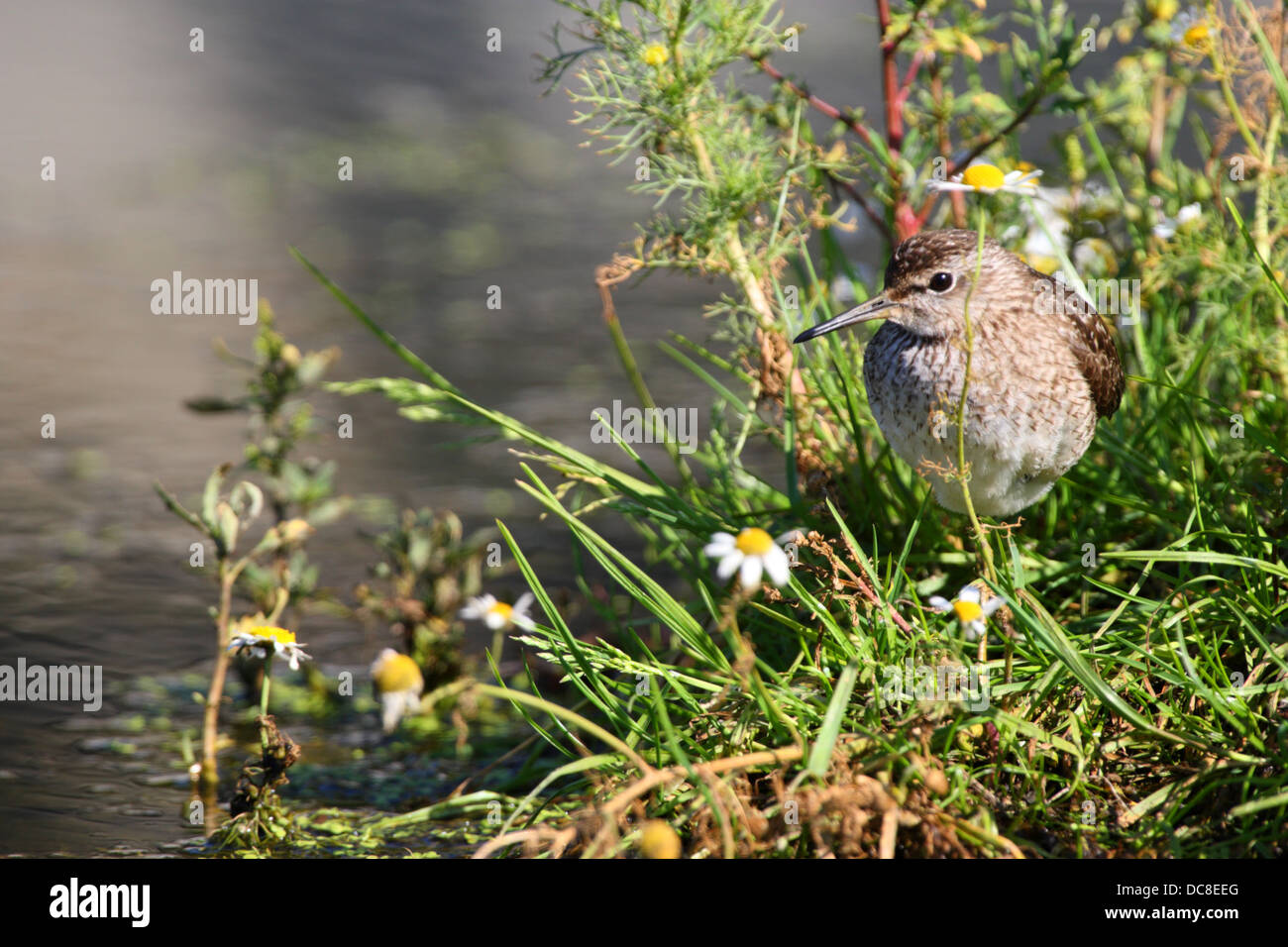 Wood Sandpiper (Tringa glareola). Europa Foto Stock