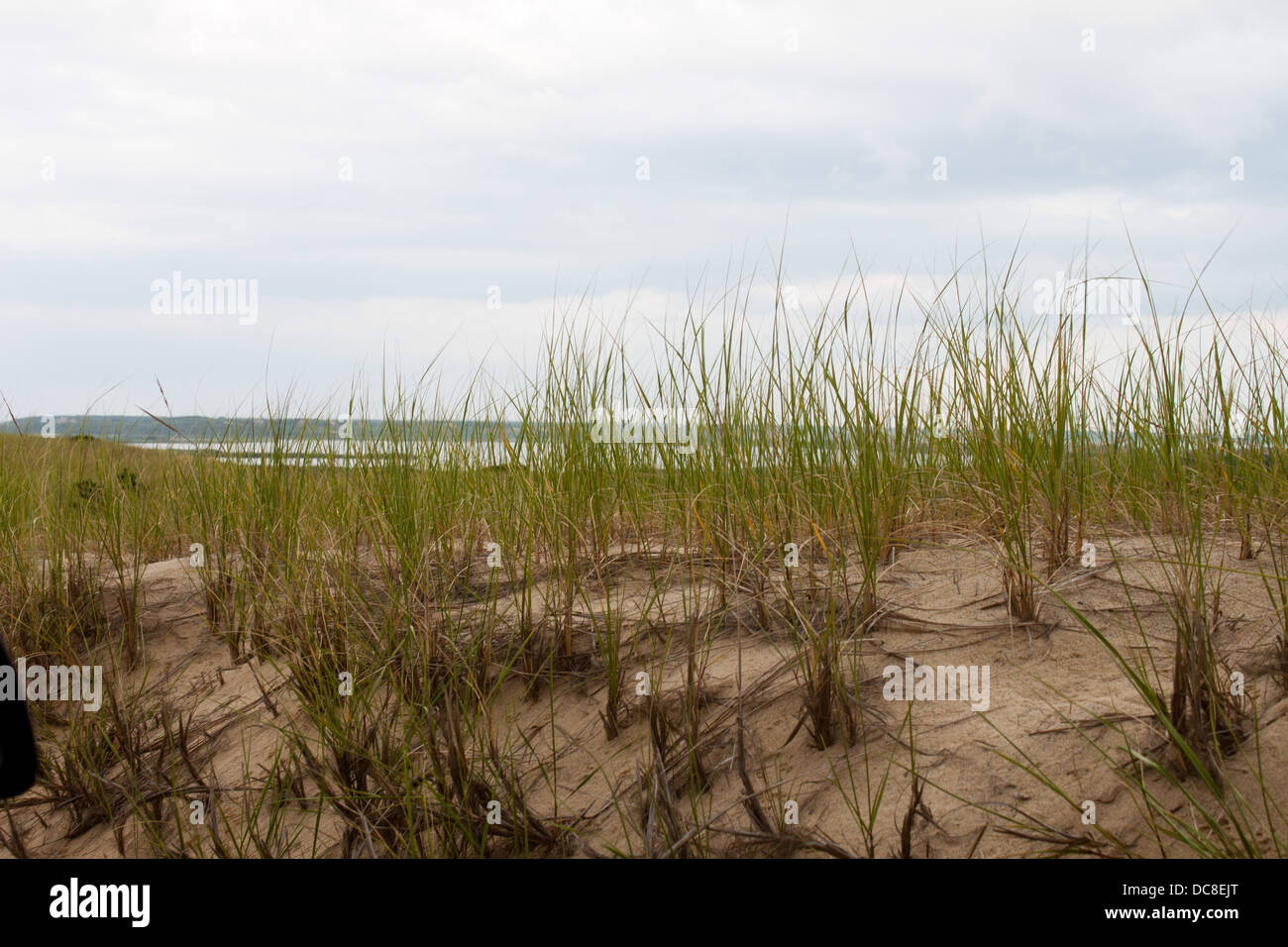 Erba di mare sulle dune vicino a Provincetown, Massachusetts Foto Stock